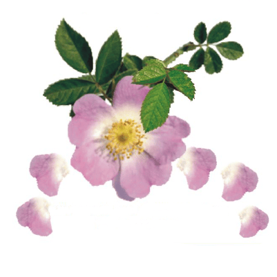 Logo Flora-Apotheke