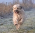 Logo Hundeschule MOMO