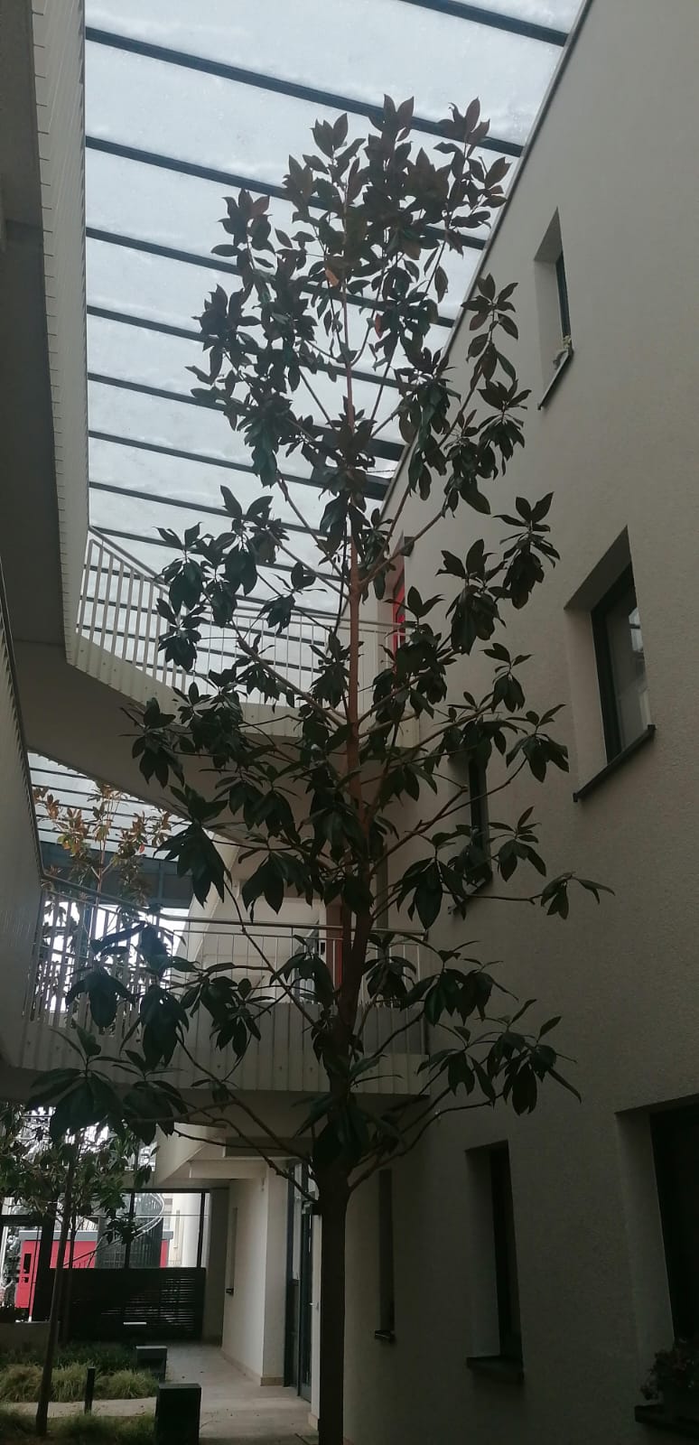 Baumflüsterer Hoffmann