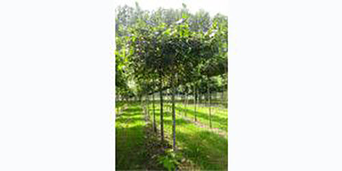 GaLa-Bau Wartmann GmbH