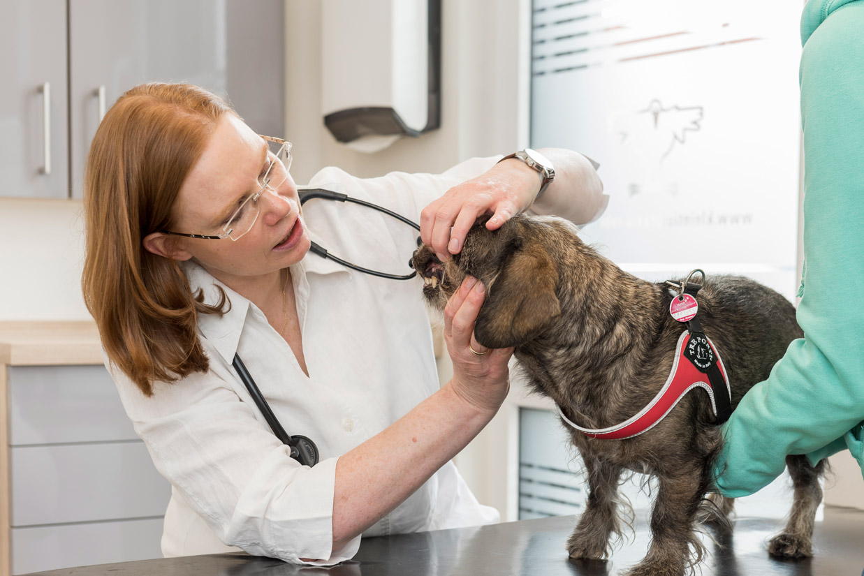 Kleintierpraxis Dr. med. vet. Barbara Rabeling