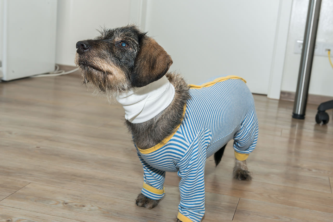 Kleintierpraxis Dr. med. vet. Barbara Rabeling