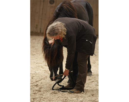 Reitschule am Samainhof Ursusla Wohlfahrt