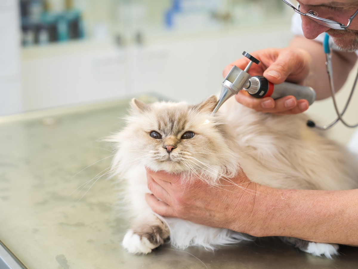 Tierarzt Berlin Prenzlauer Berg, Tierarztpraxis und Tierphysiotherapie Uwe Lenk