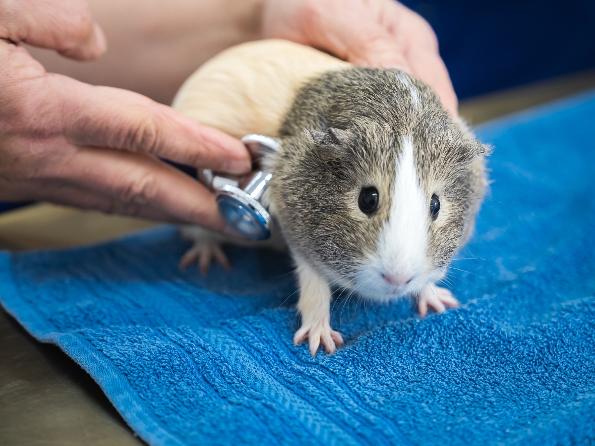 Tierarzt Berlin Prenzlauer Berg, Tierarztpraxis und Tierphysiotherapie Uwe Lenk