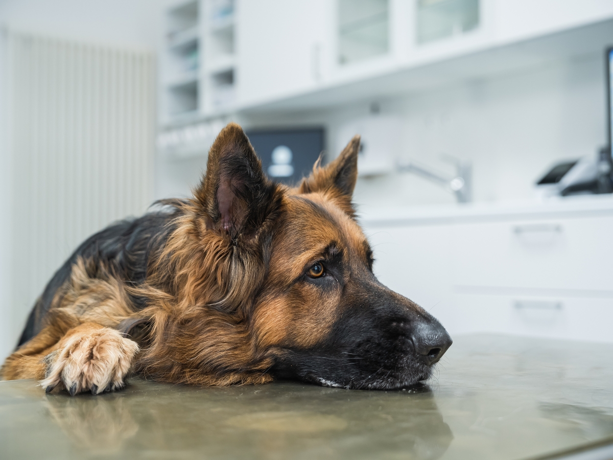 Tierarzt Berlin Prenzlauer Berg, Tierarztpraxis und Tierphysiotherapie Uwe Lenk