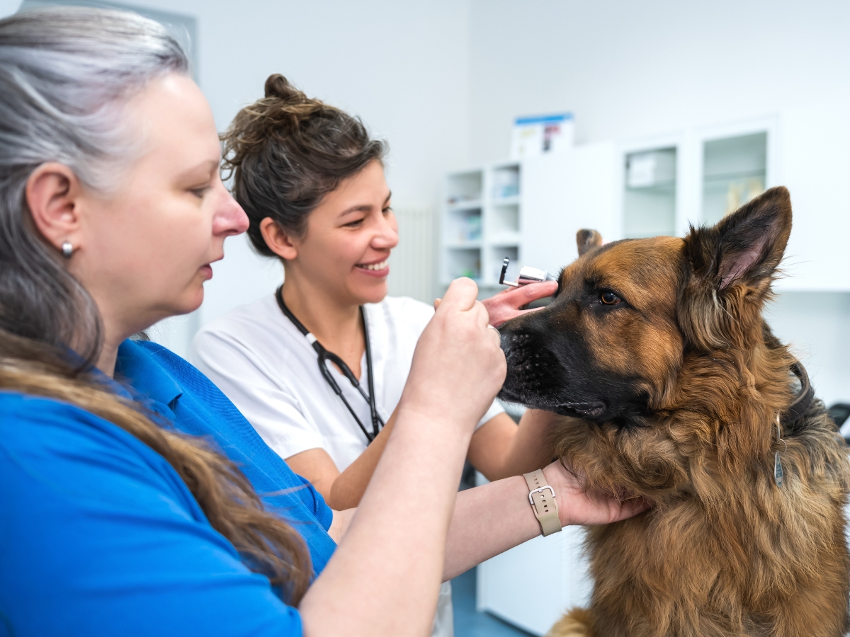 Tierarzt Berlin Prenzlauer Berg, Tierarztpraxis und Tierphysiotherapie Uwe Lenk
