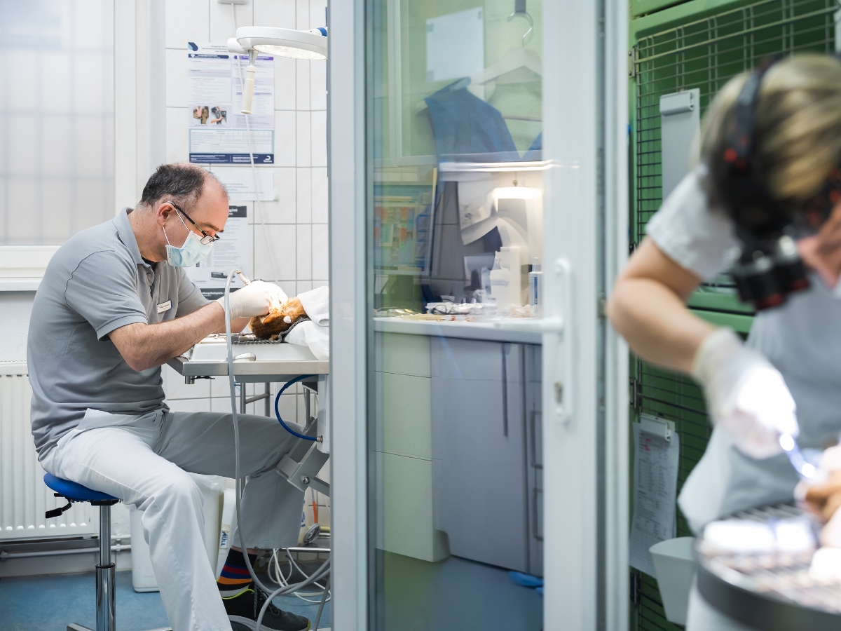 Tierarzt Berlin Prenzlauer Berg, Tierarztpraxis und Tierphysiotherapie Uwe Lenk